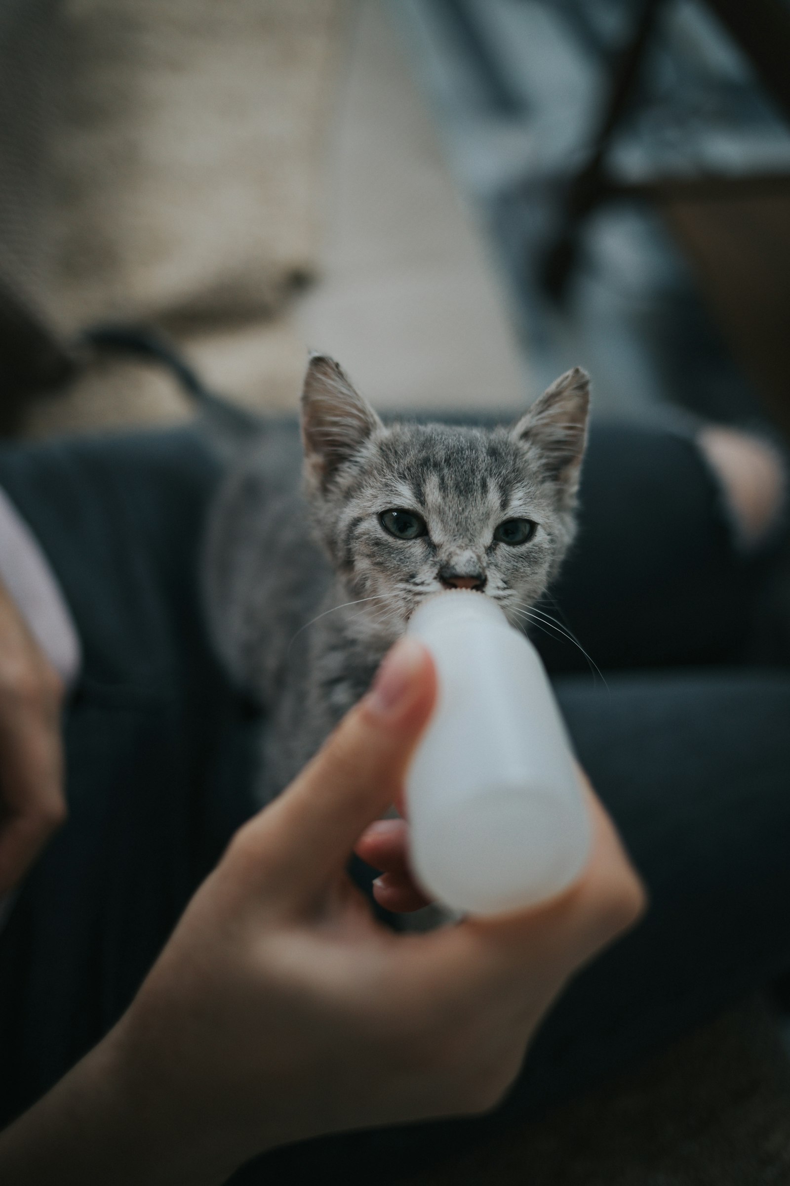 Canon EOS R + Canon EF 35mm F2 IS USM sample photo. Person feeding grey tabby photography