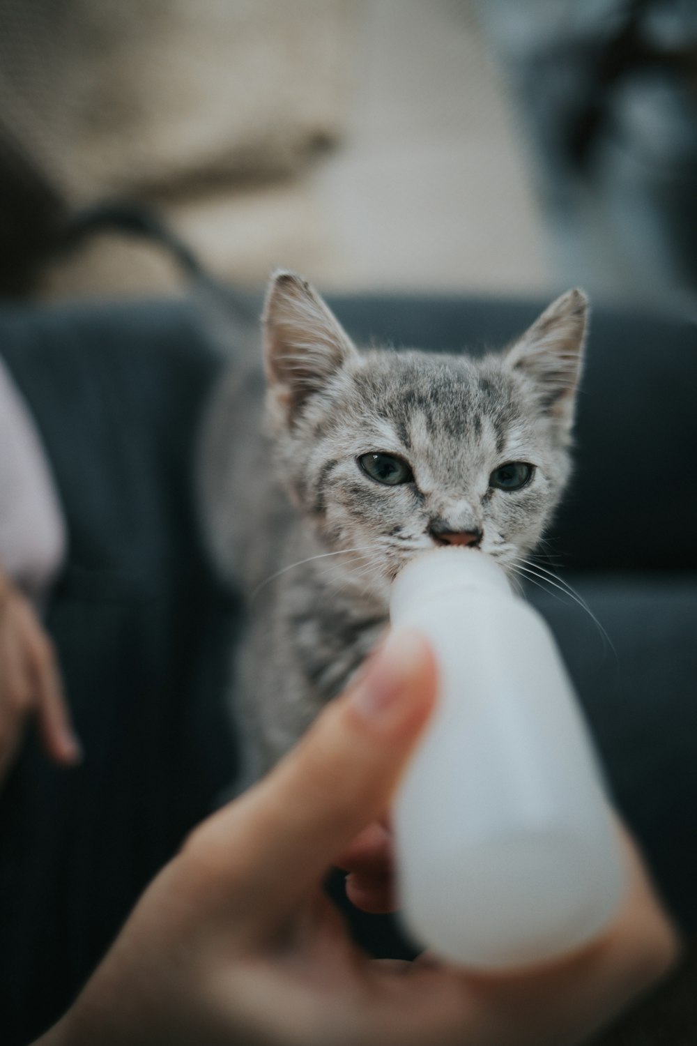 Person Feeding Grey Tabby Kitten Photo Free Cat Image On Unsplash
