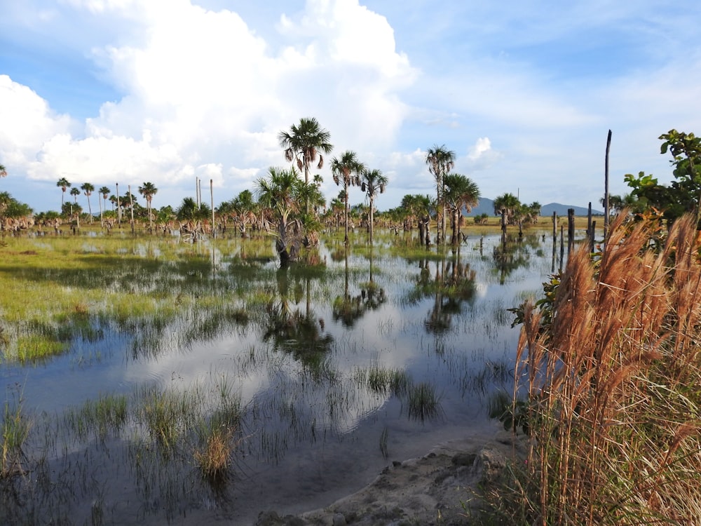 alberi verdi accanto a calmo specchio d'acqua