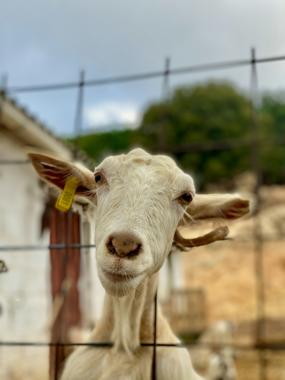 macro photography of white goat