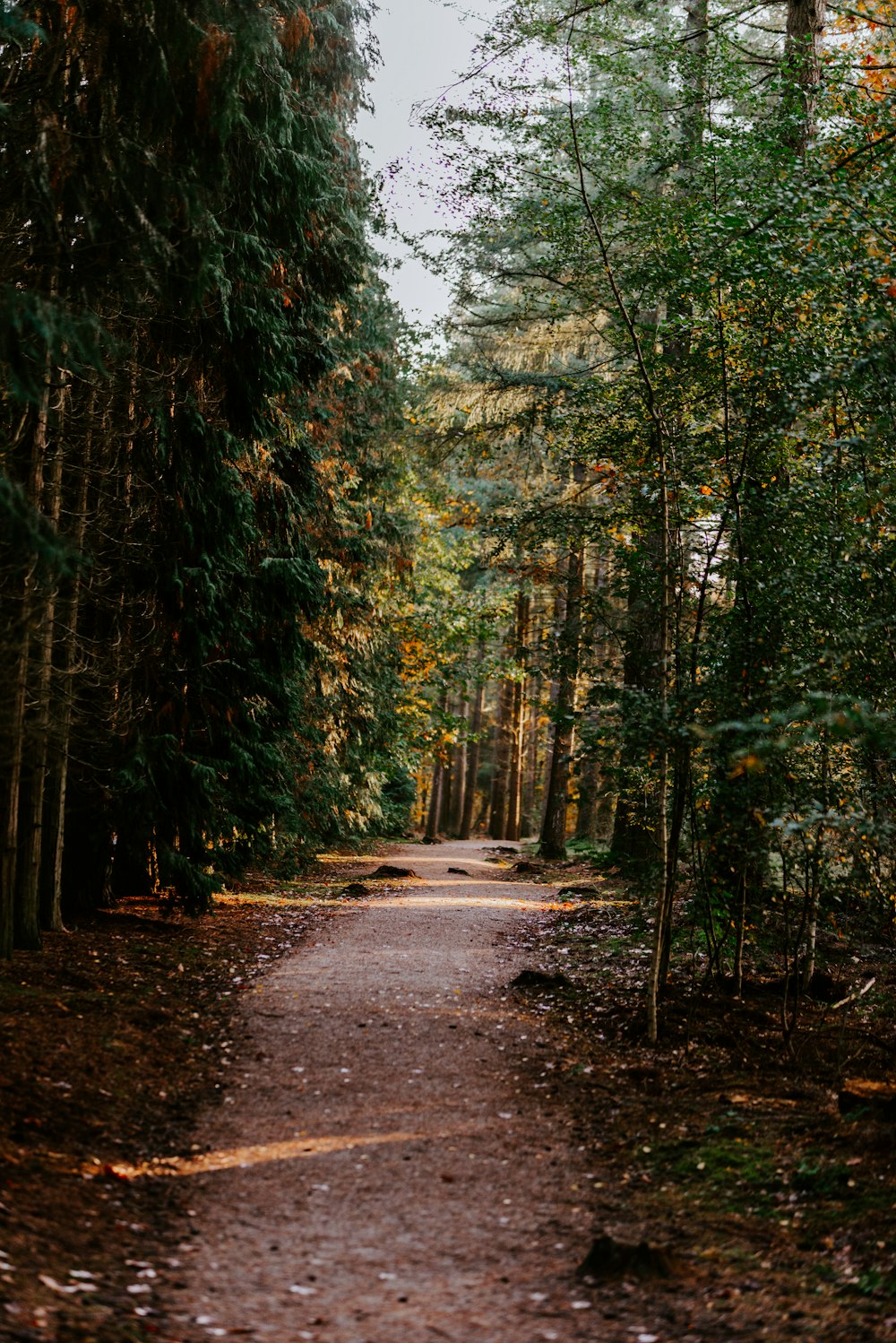 forest trees