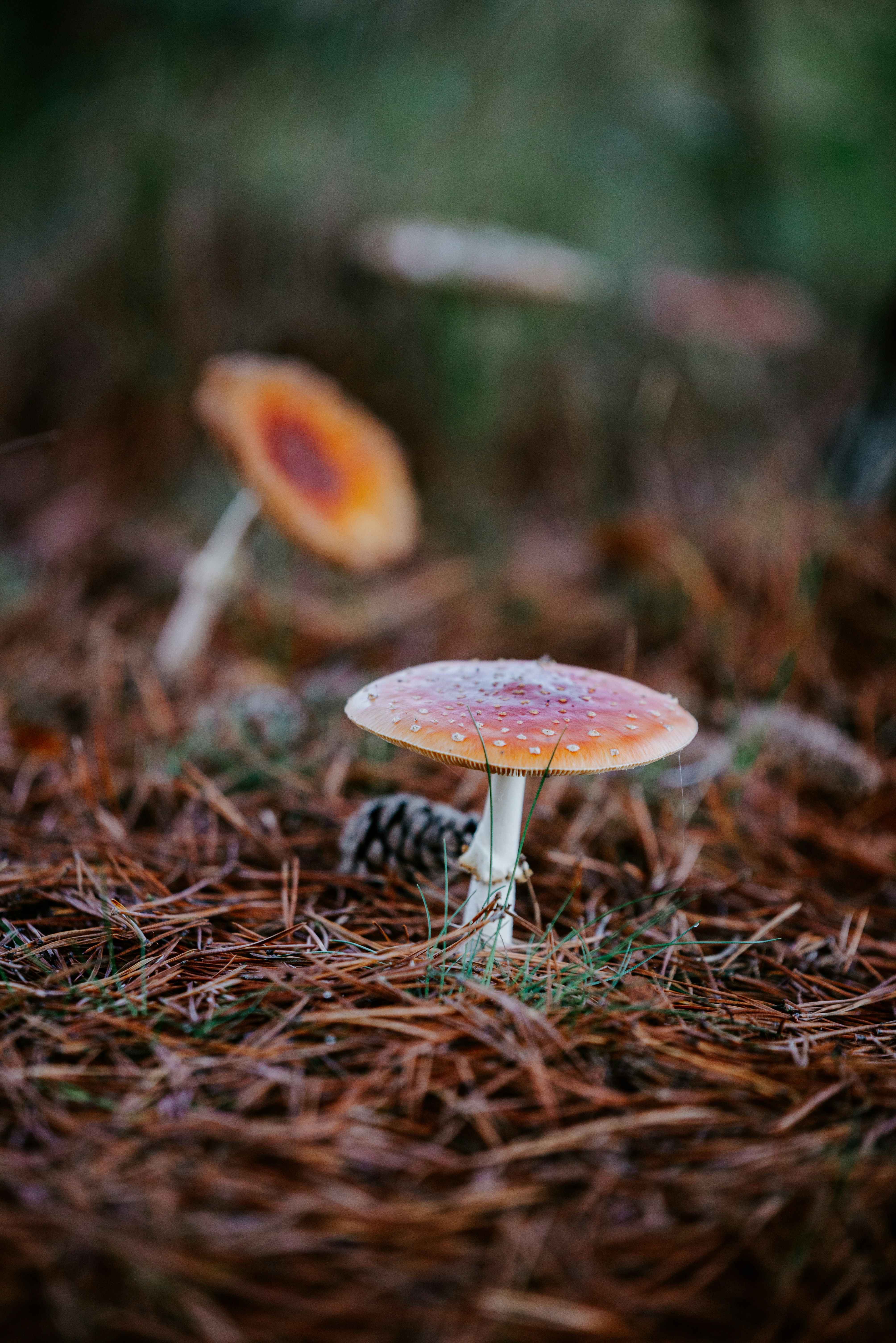 brown and white mushrooms