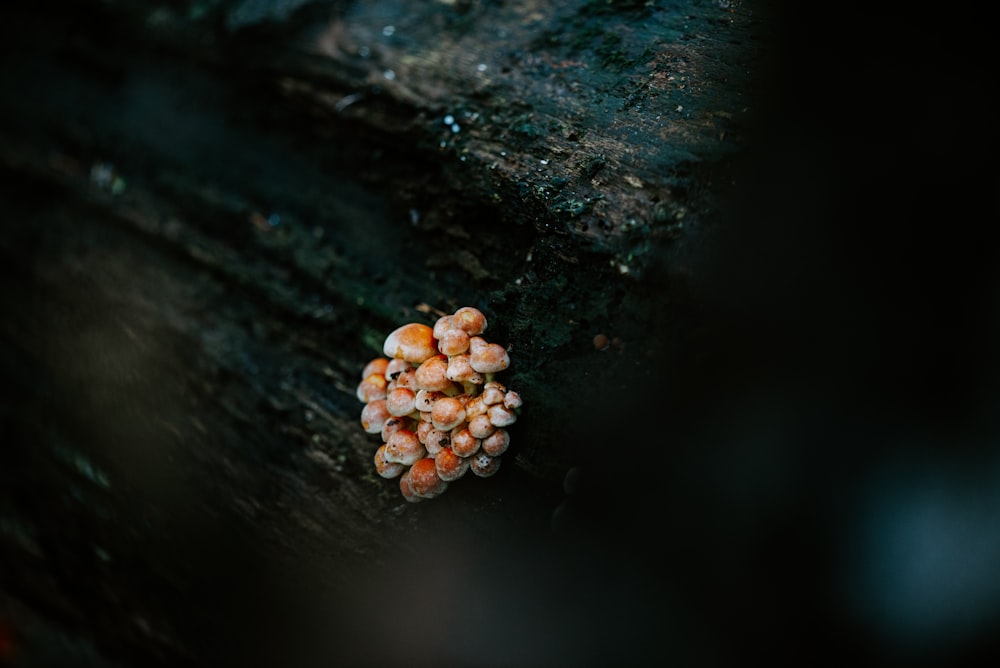 white and brown mushrooms