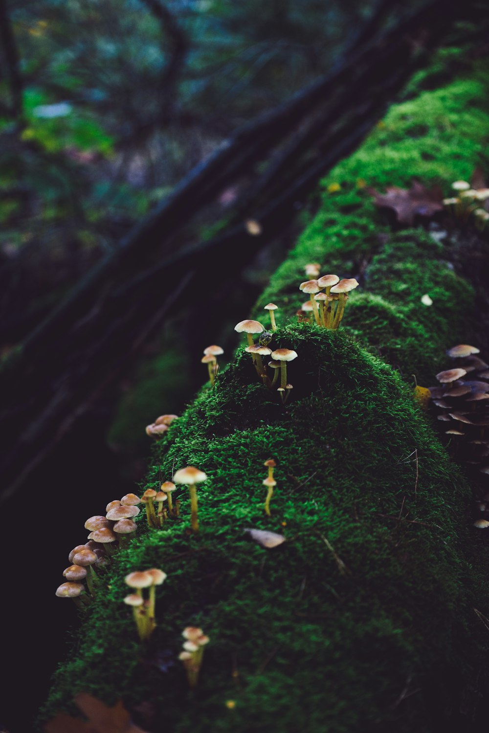 white and brown mushrooms