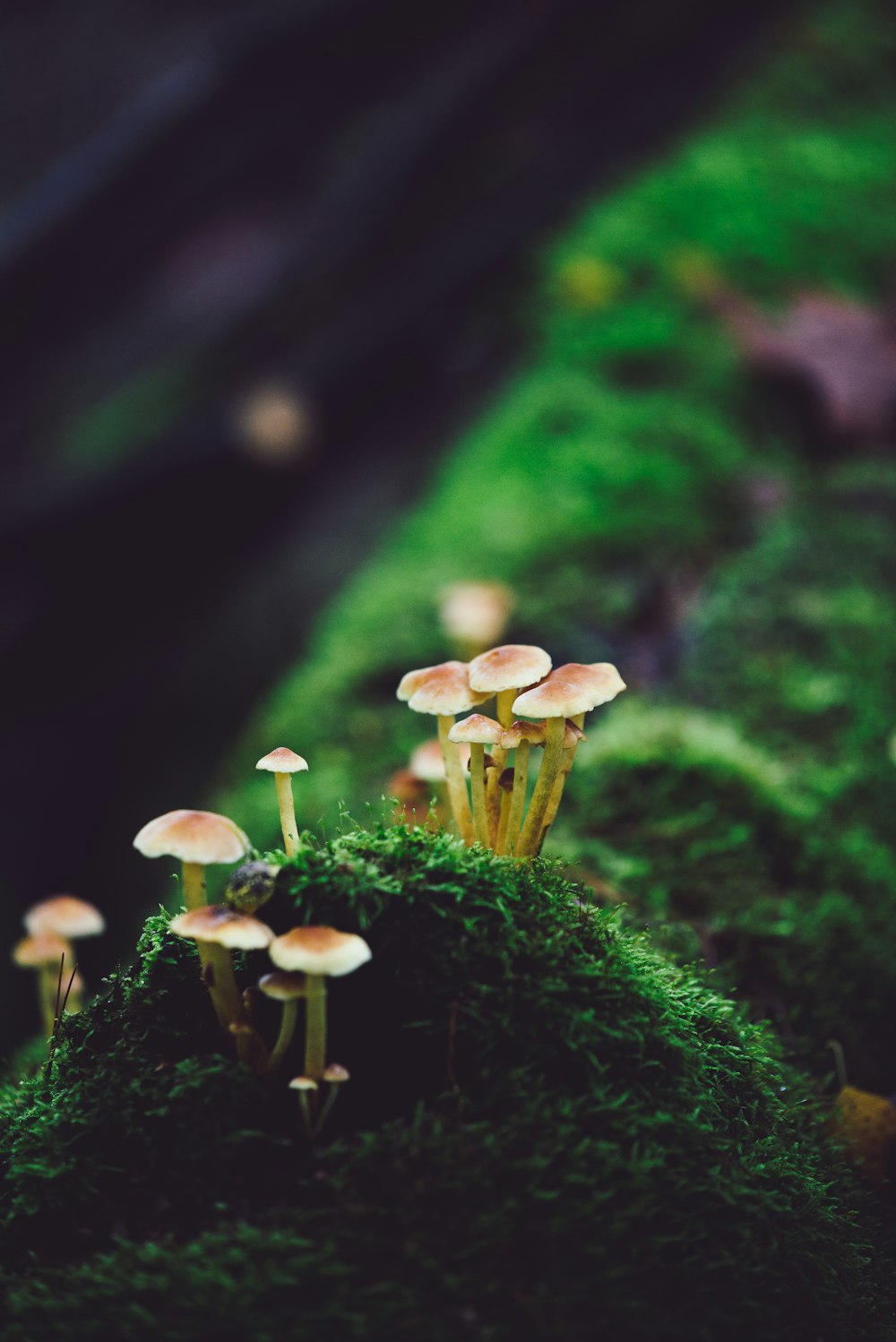 white and brown mushrooms