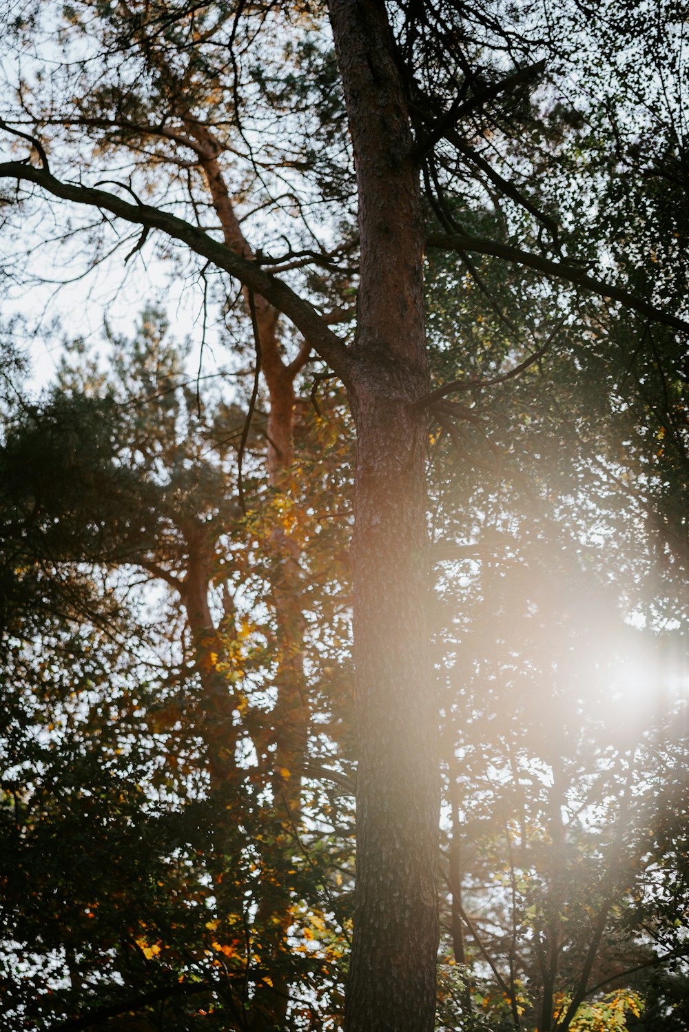 sunlight piercing through trees during daytime