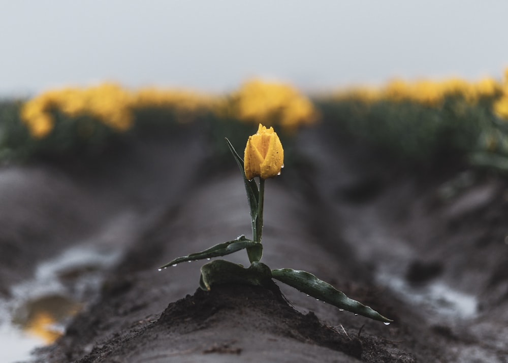 yellow tulip flower