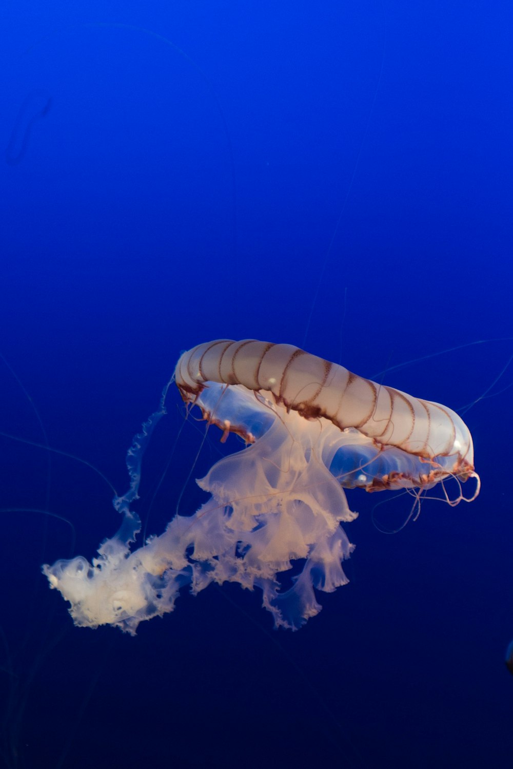 box jellyfish