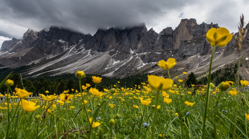 yellow tulip flower filed viewing mountain under white and blue sky during daytime