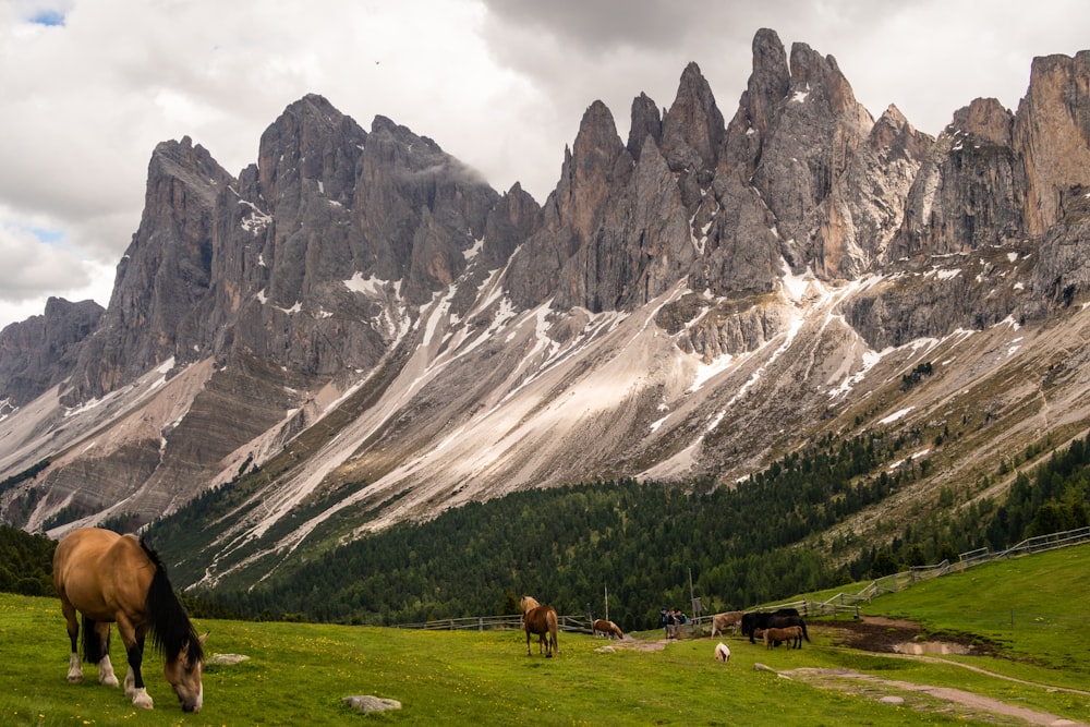 wide angle photo of mountain