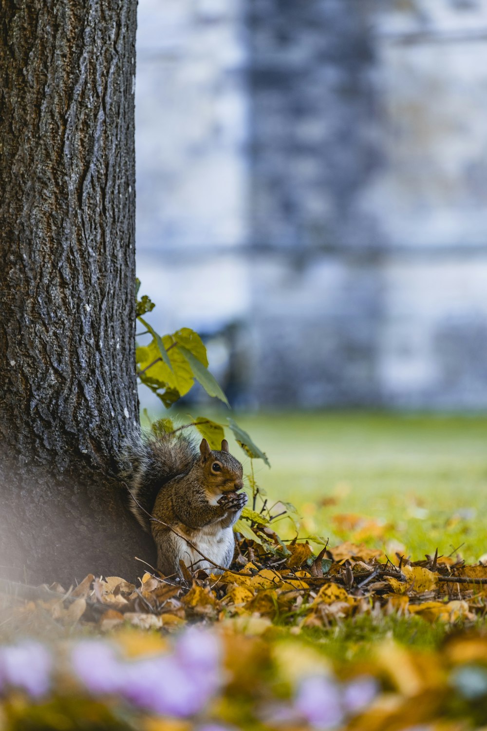 esquilo perto da árvore