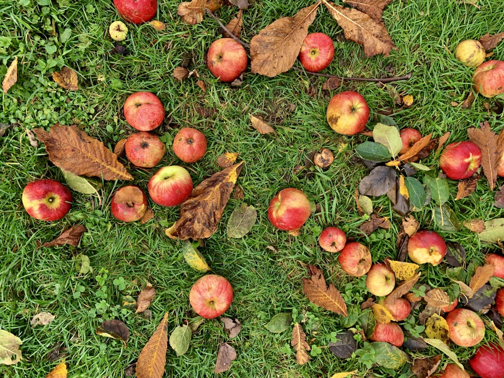 red apple on green grass