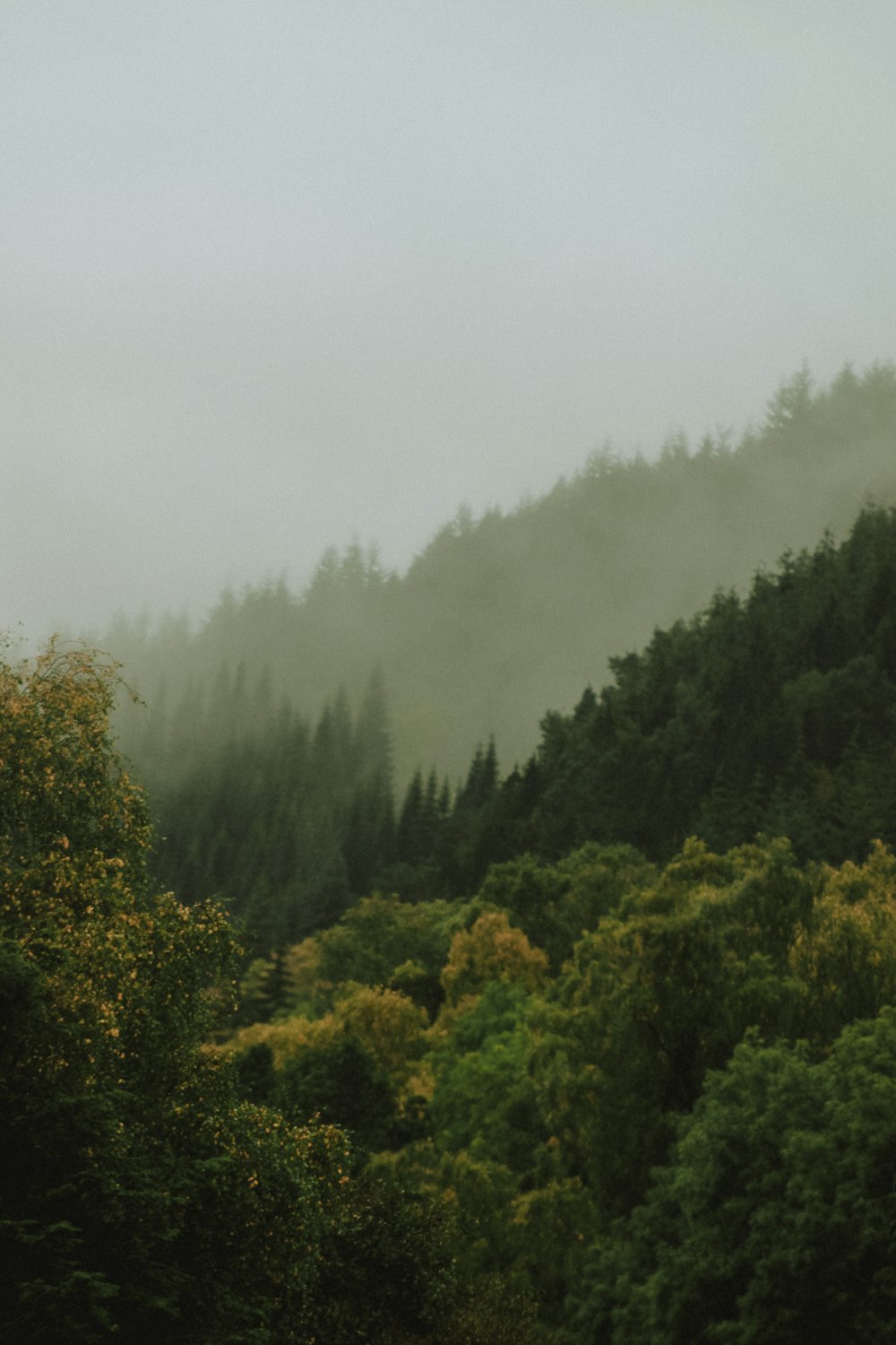 forest trees photograph