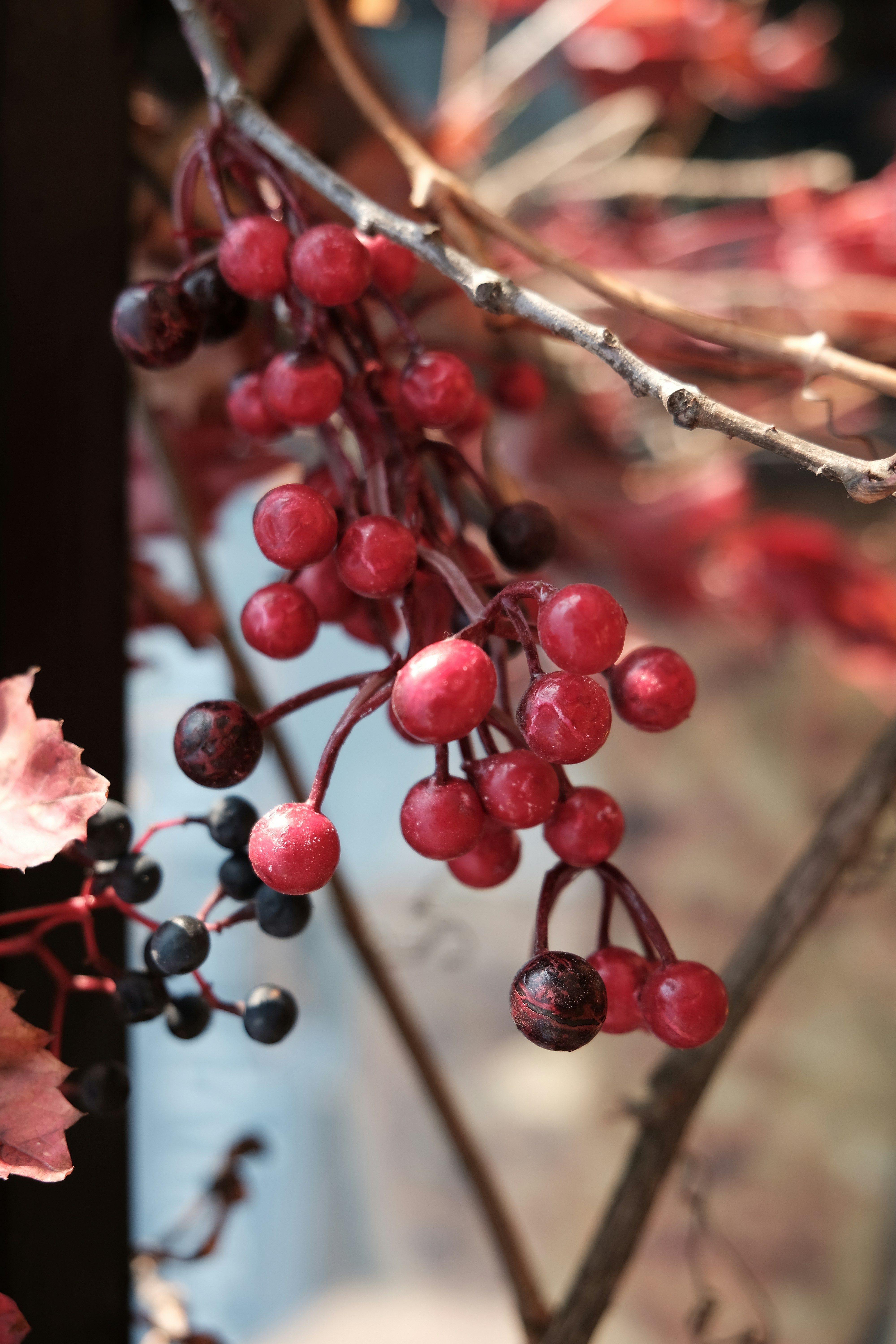 Photo by dpidhrushnyi