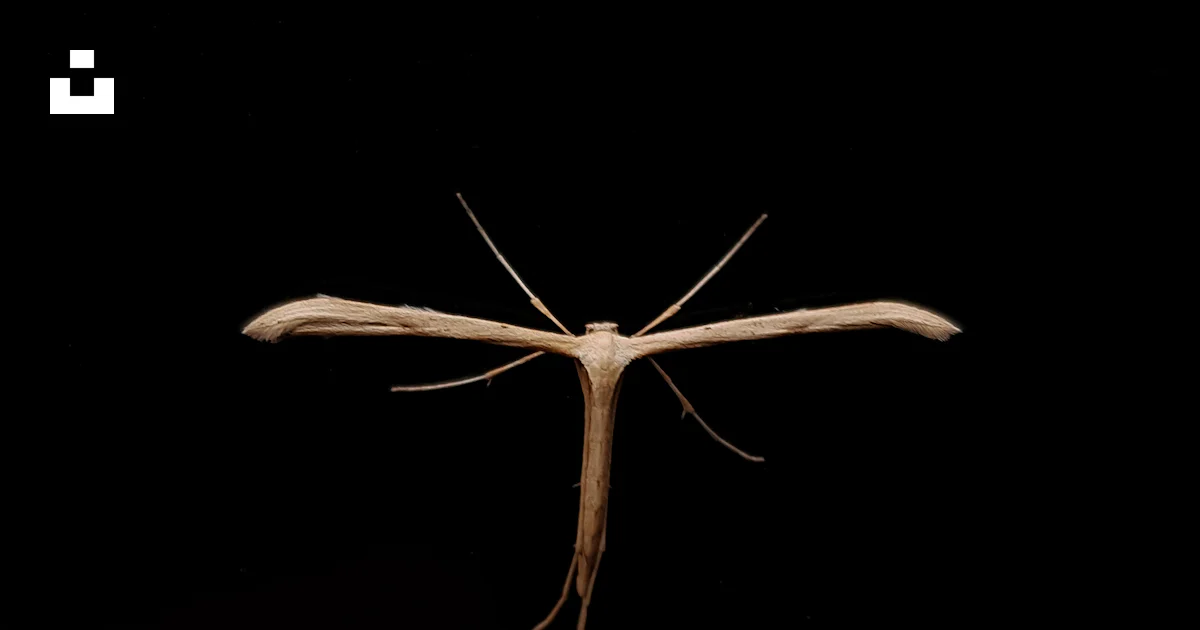 Beige insect photo – Free Animal Image on Unsplash