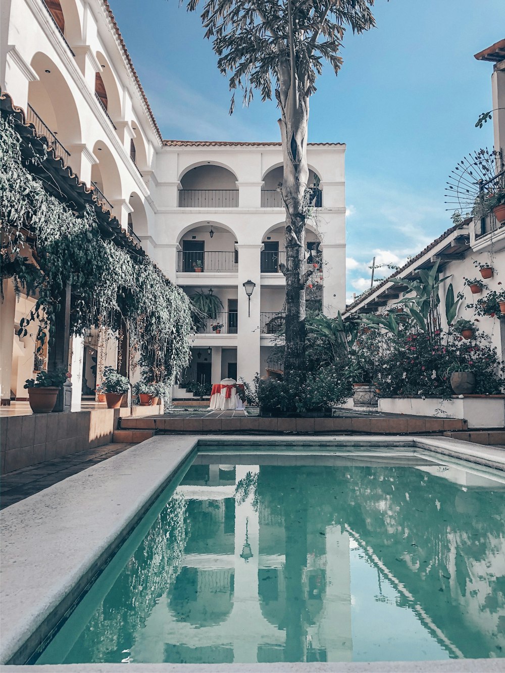 pool infront of palm tree