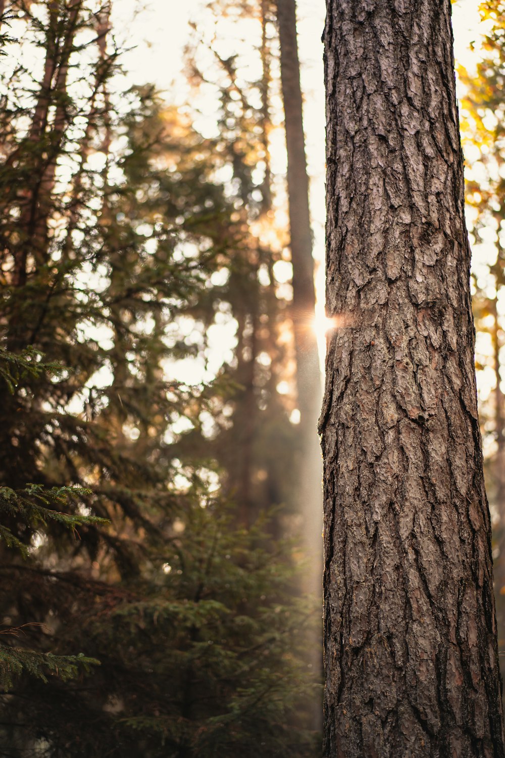 close-up photo of tree