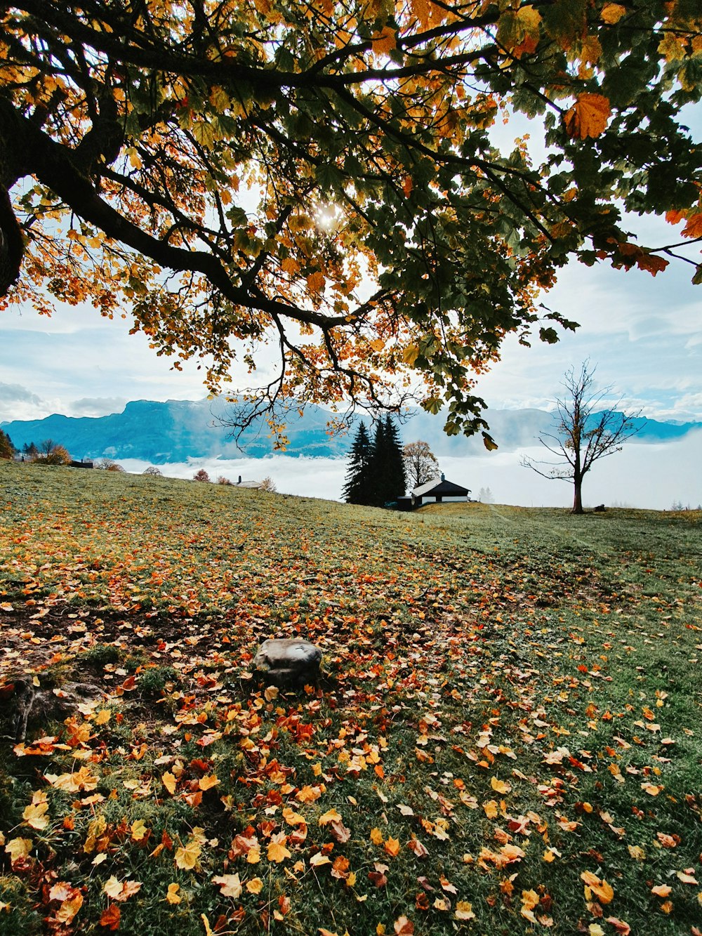 green trees during daytime