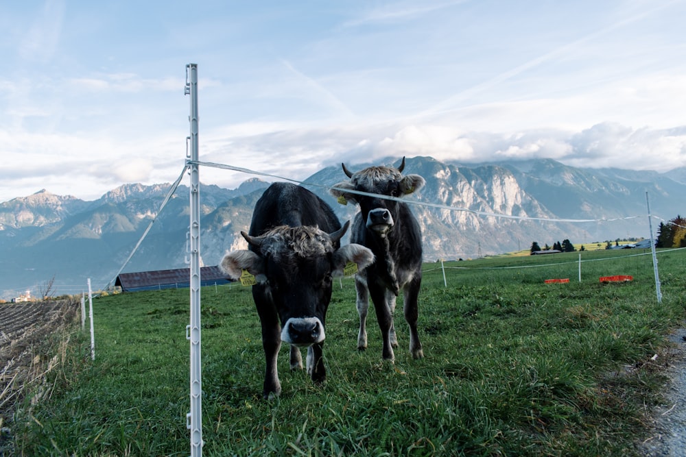 two black and white cattle on green field viewing mountain under white and blue sky during daytime