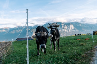 two black and white cattle on green field viewing mountain under white and blue sky during daytime österreich teams background