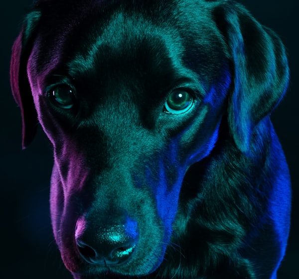 black Labrador retriever