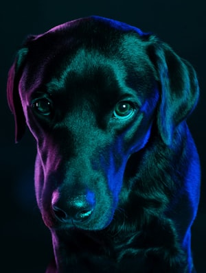 Black Labrador Retriever