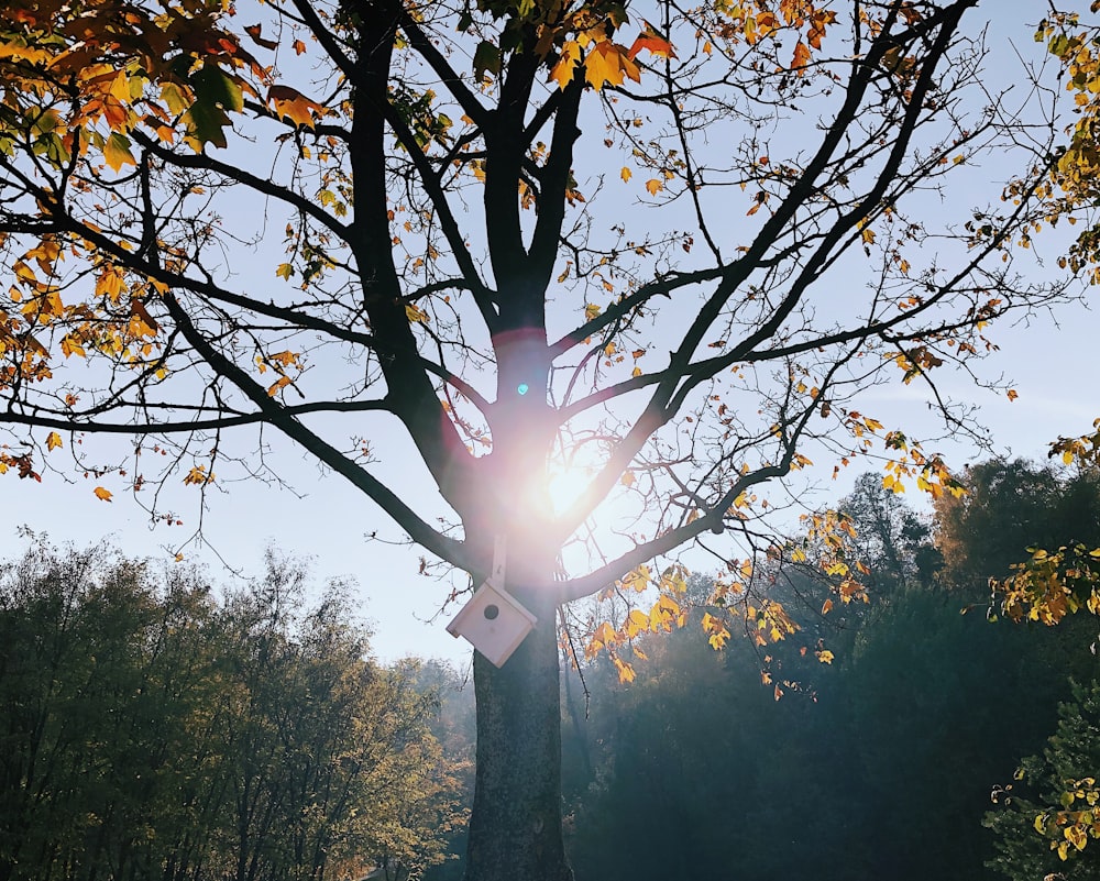 low angle photo of tree