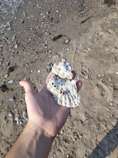 A hand holds a large, white, barnacle-encrusted shell against a sandy beach background. The beach is scattered with small rocks and pebbles, with gentle waves visible in the top left corner.