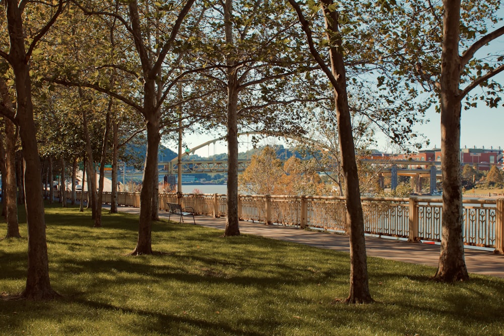 green leaf trees