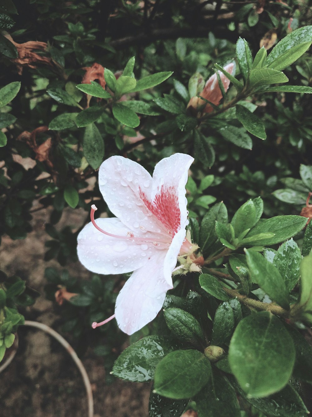 closed-up photo of white and pink petaled flower