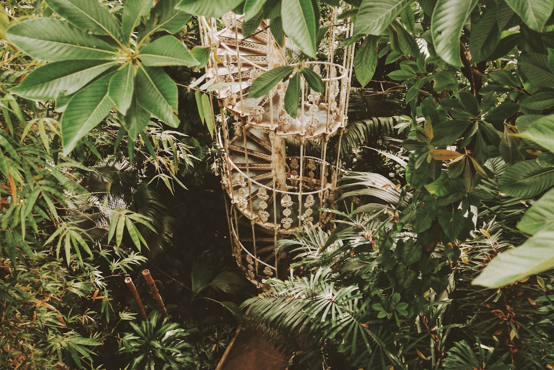 spiral staircase surrounded with trees and plants