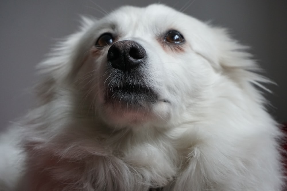 long-coated white dog