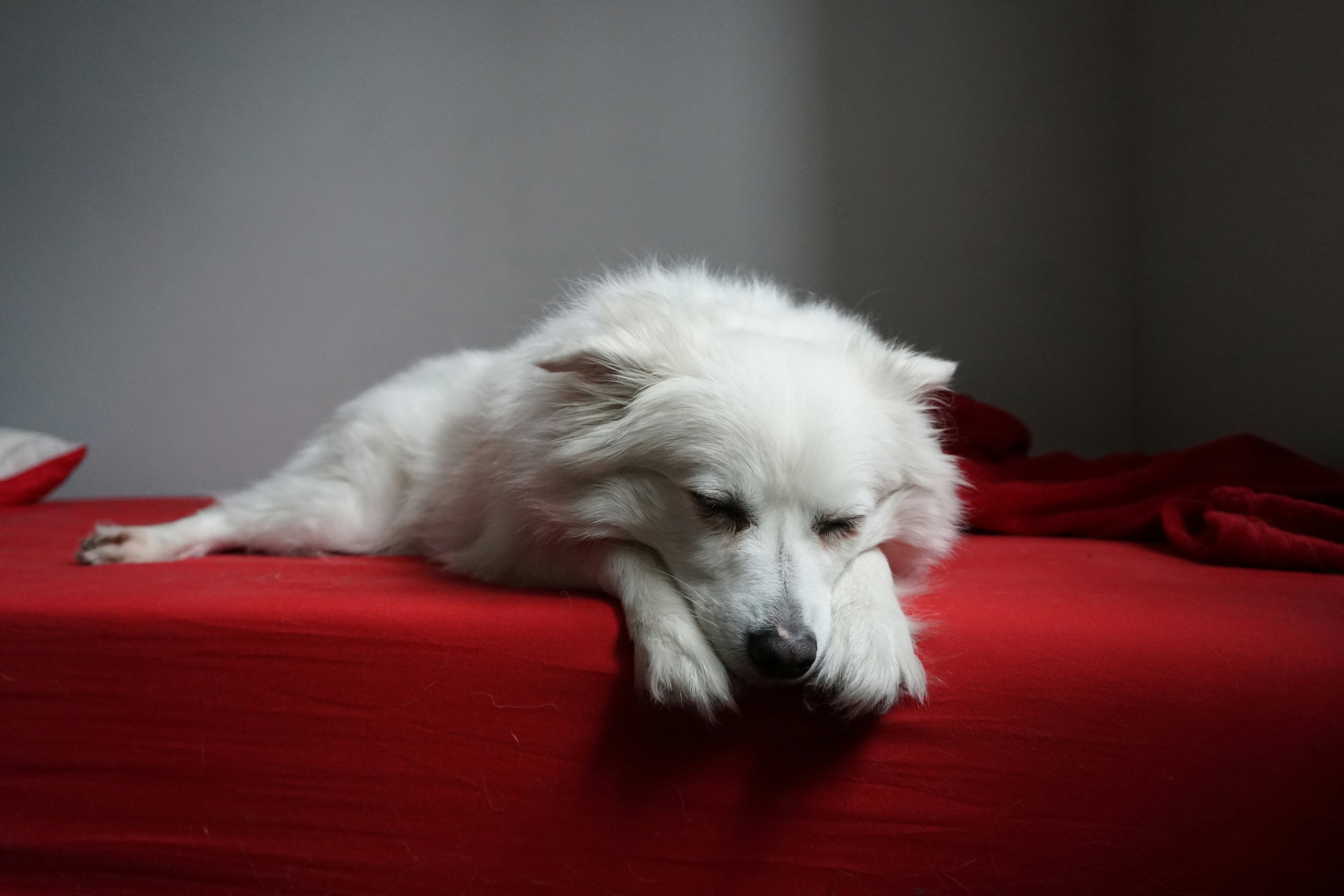 white long-coated dog