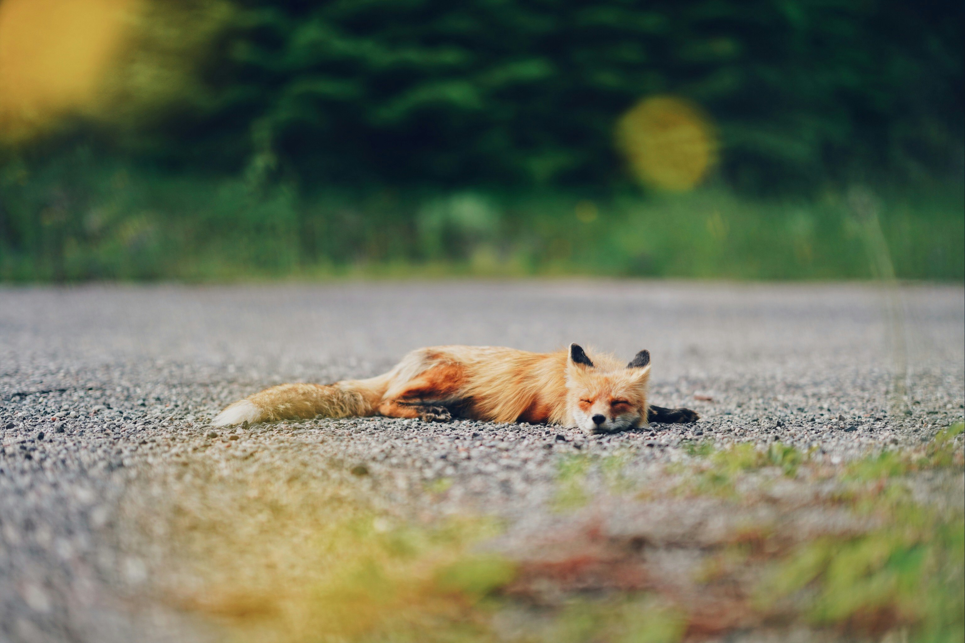 yellow and white fox and brown cat