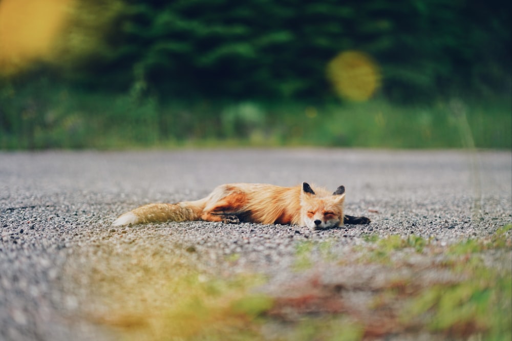 yellow and white fox and brown cat