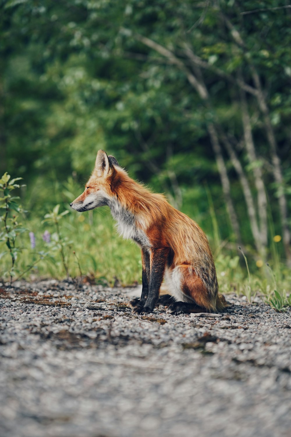 brown and white fox painting