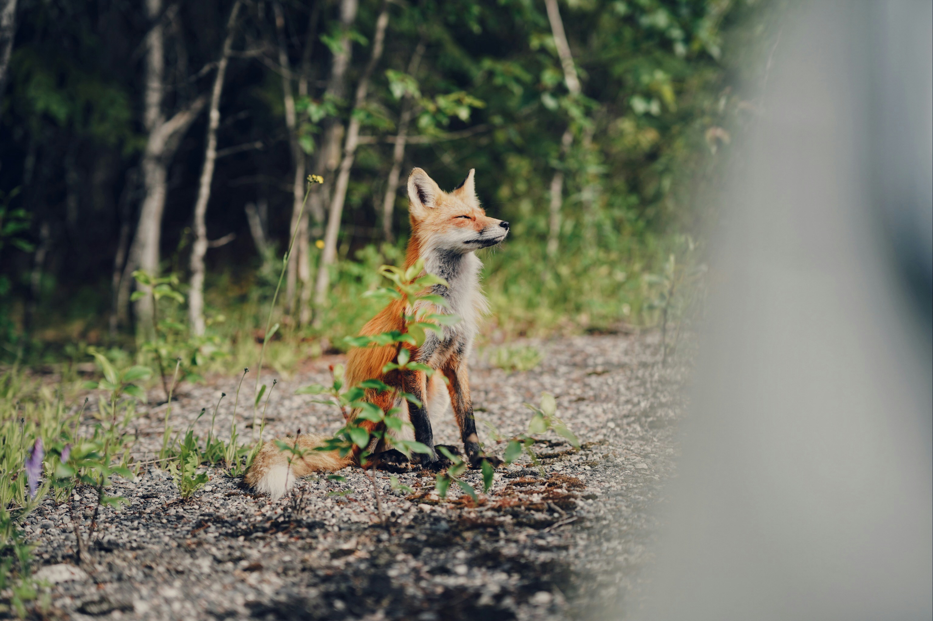 gray and orange fox and white wolf