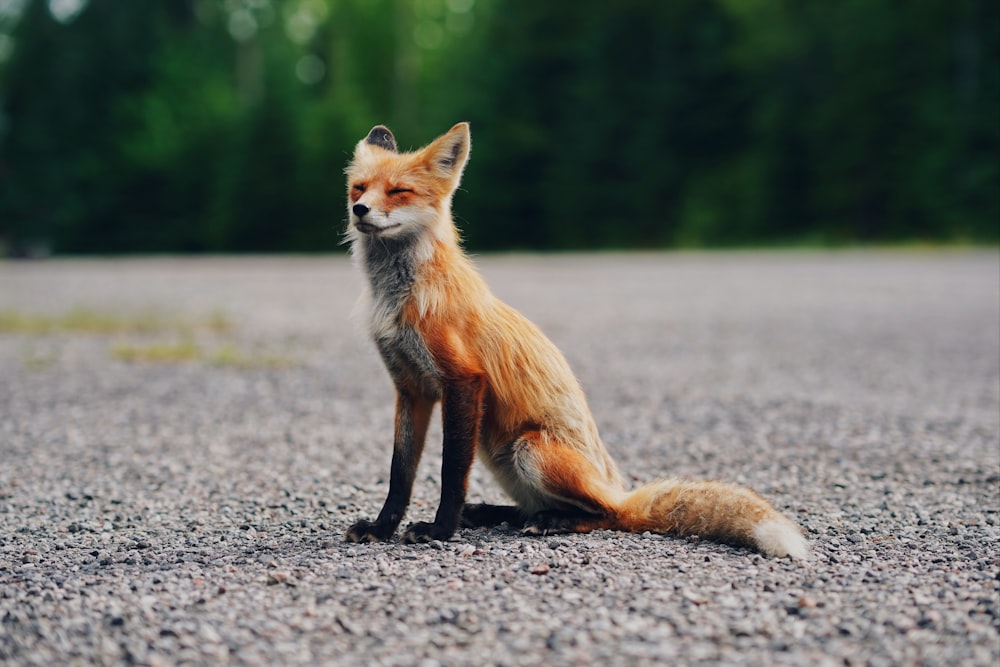 brown and white fox