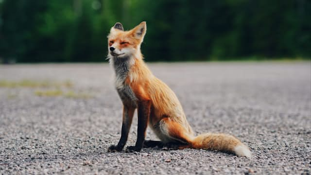 Fox