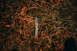 A sturdy tactical knife resting on a bed of pine needles in a shaded campsite.