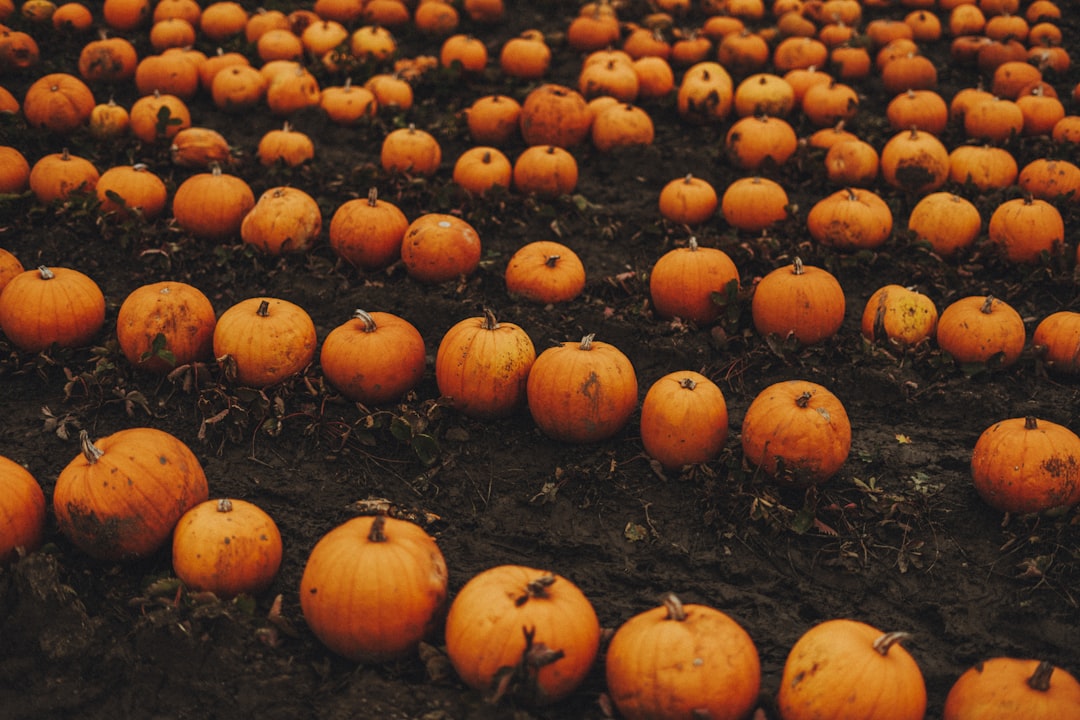 orange and orange pumpkin lot