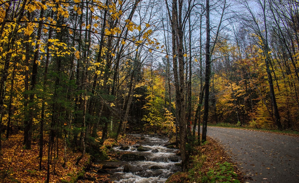 green trees beside gray road during daytime