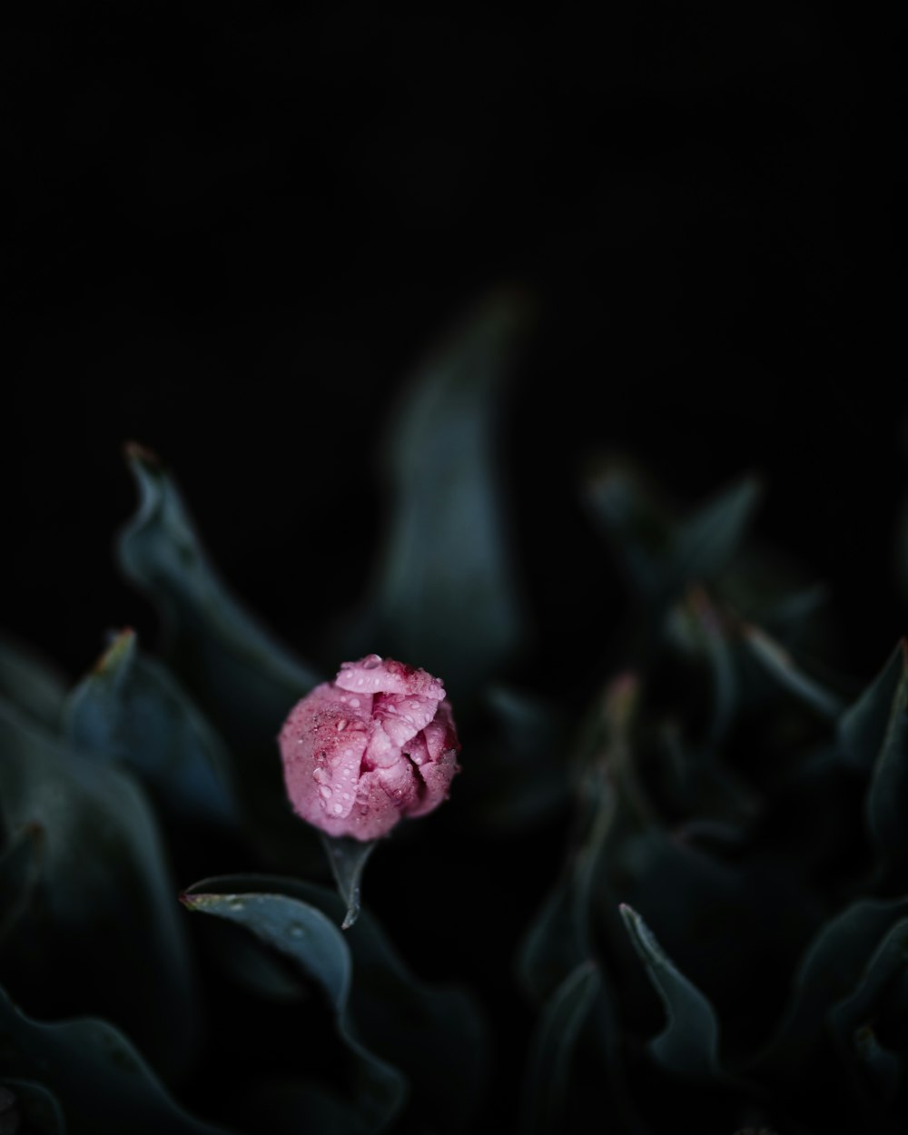 white and purple petaled flower