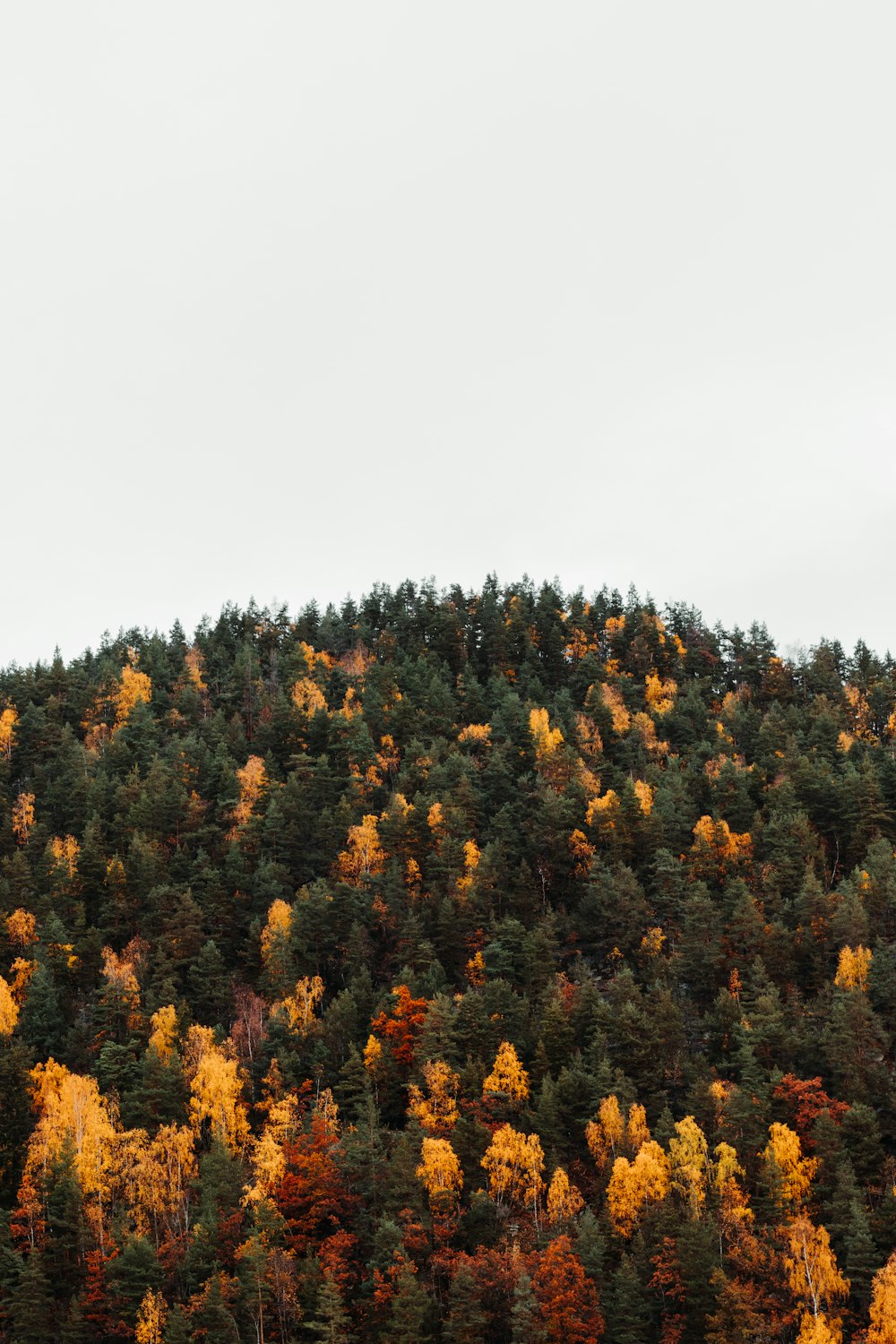 green and brown forest during daytime