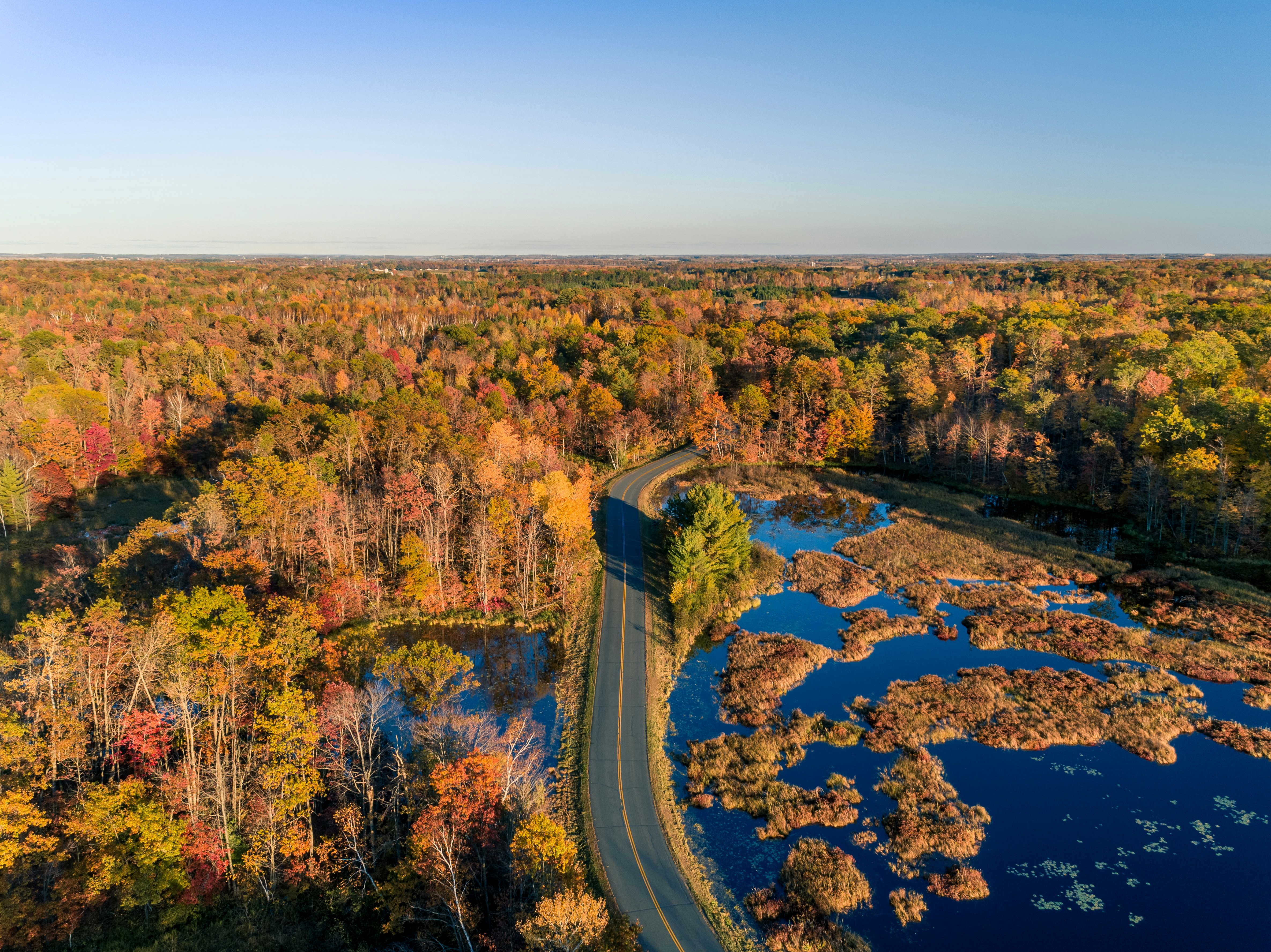 aerial photography of green trees beside body of water