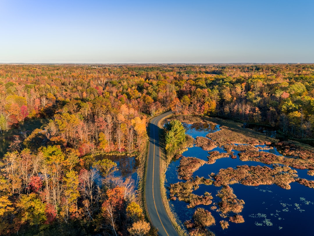 aerial photography of green trees beside body of water