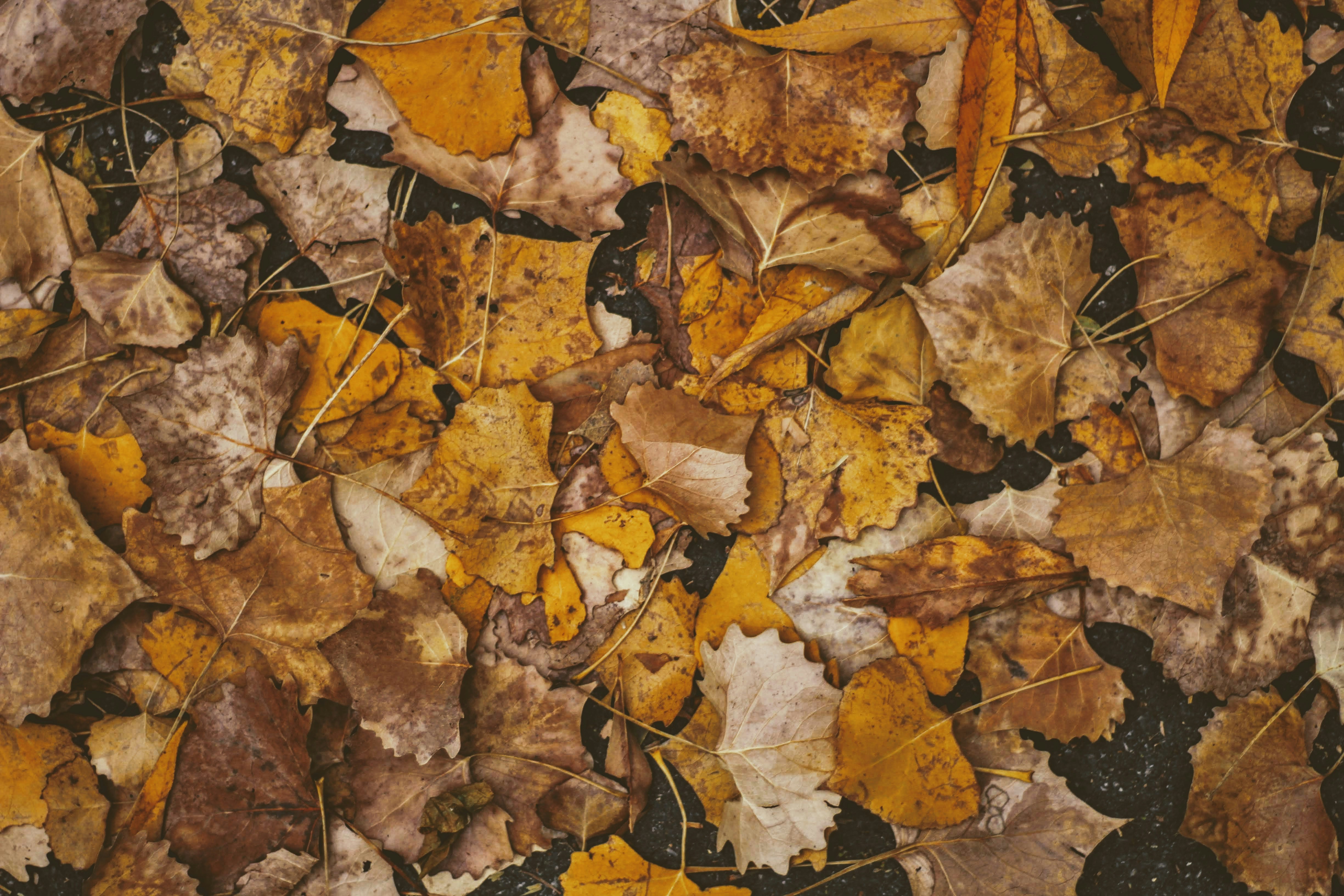 Photo by joshua_hoehne