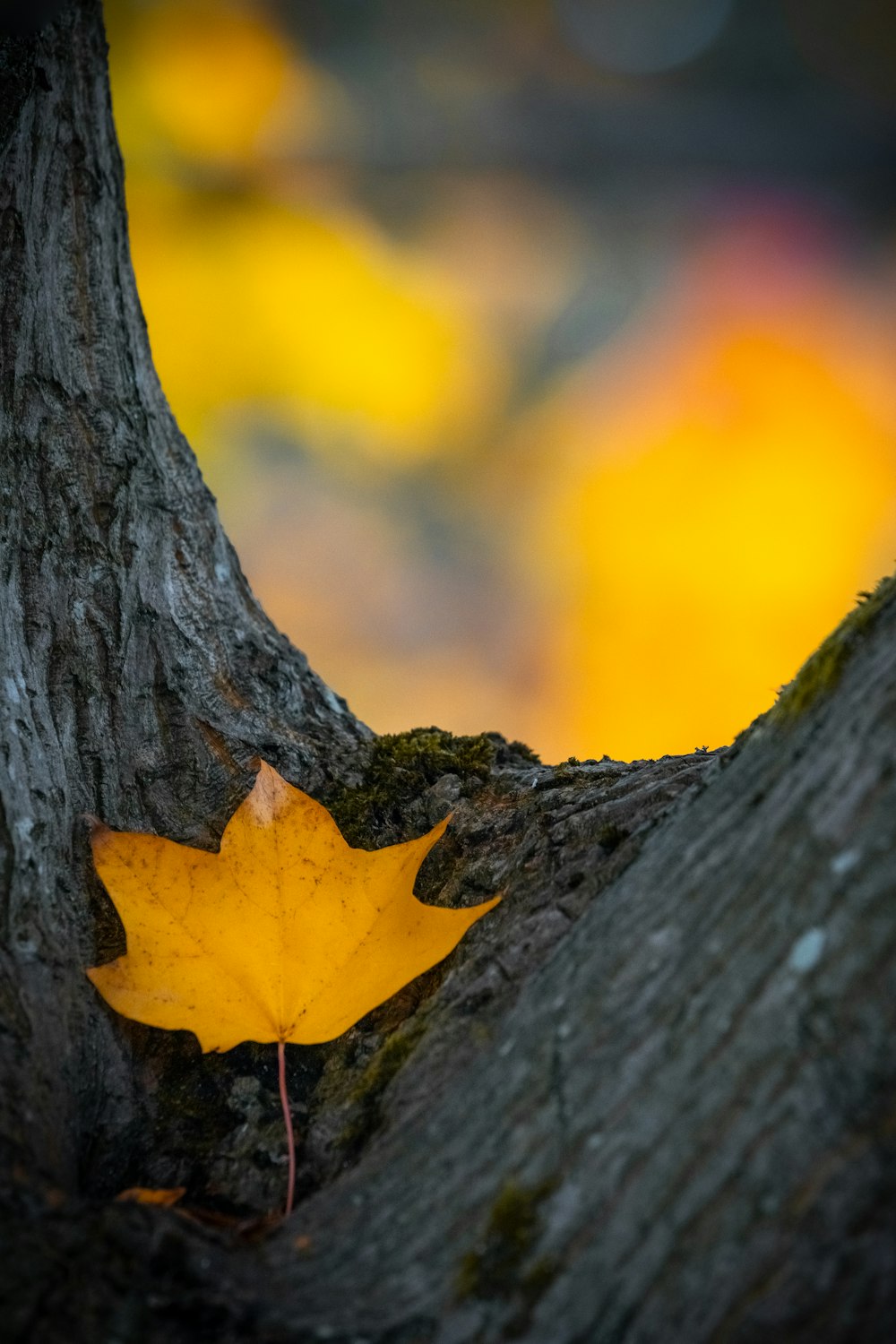 brown maple leaf on gray tree