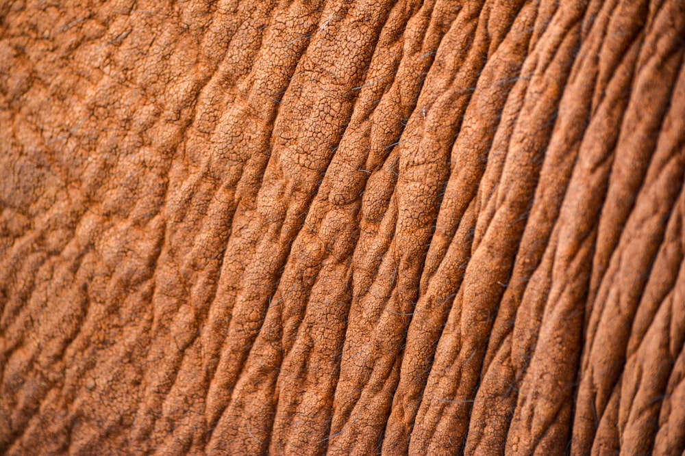 um close up do rosto de um elefante