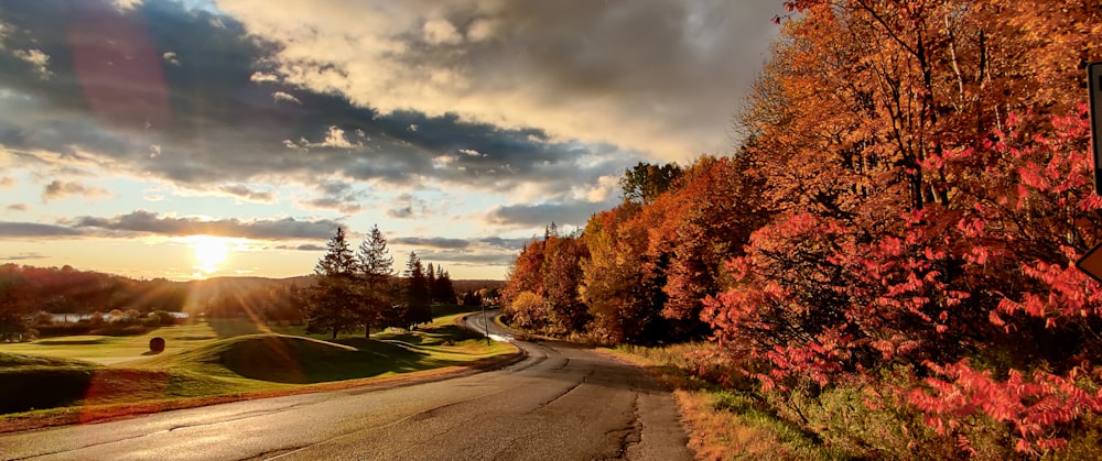 trees near empty road